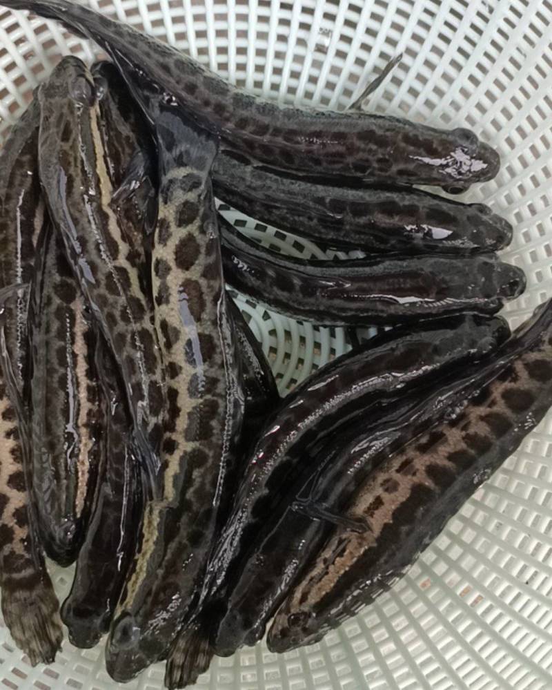 【牛商推荐】黑鱼鱼苗生长速度快，抗病能力强，全训化饲料养殖