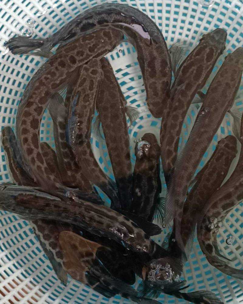 【牛商推荐】黑鱼鱼苗生长速度快，抗病能力强，全训化饲料养殖