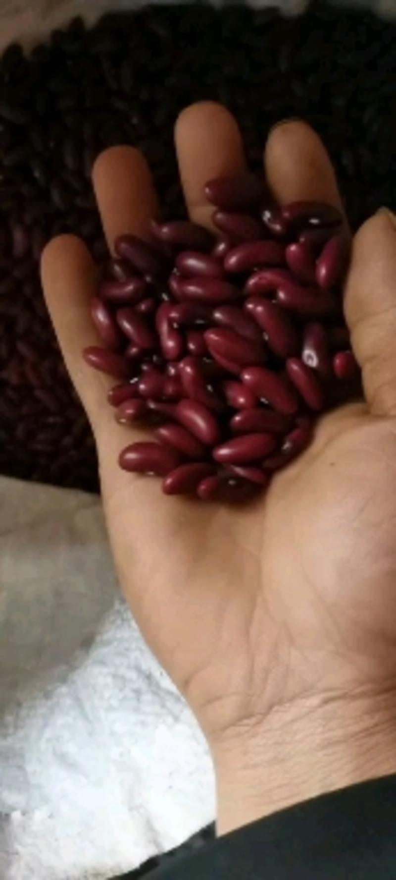 红腰豆2023年云南红腰豆新货无杂质无藤可以做种豆
