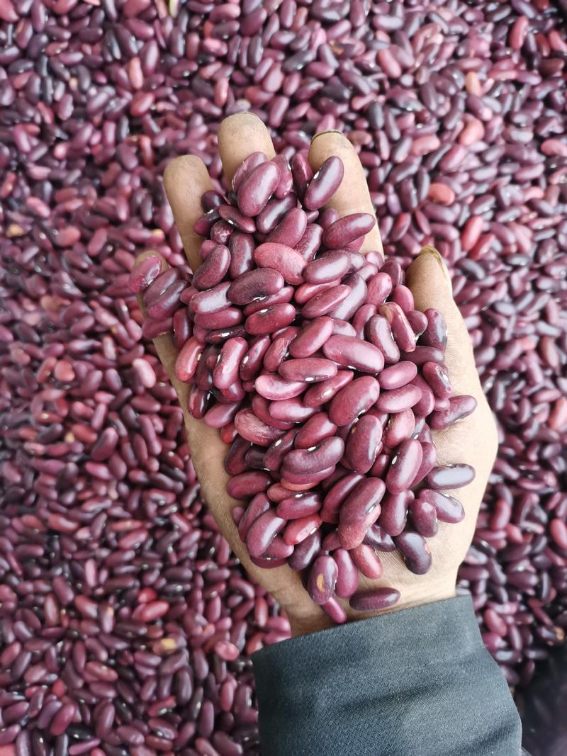 红腰豆2023年云南红腰豆新货无杂质无藤可以做种豆
