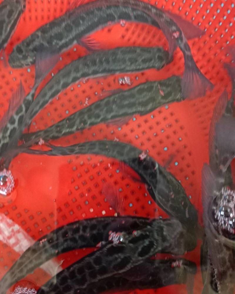 【牛商推荐】黑鱼鱼苗生长速度快，抗病能力强，全训化饲料养殖