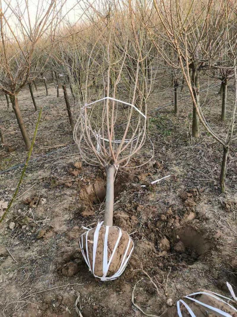 绿梅