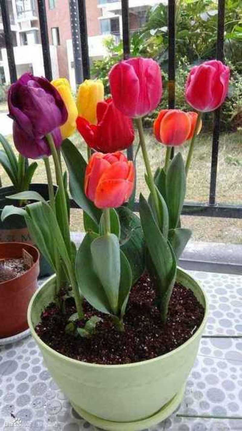 进口郁金香种球四季开花室内外耐寒好养水培郁金香花种子百合