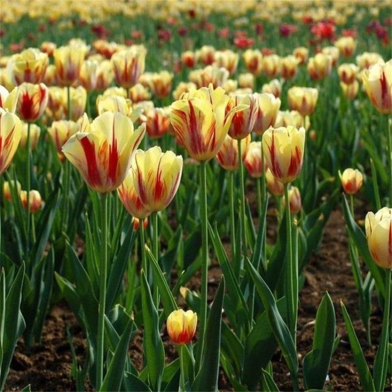 进口郁金香种球四季开花室内外耐寒好养水培郁金香花种子百合