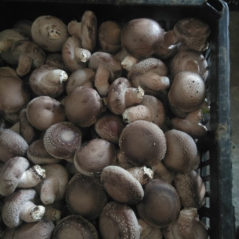 香菇
