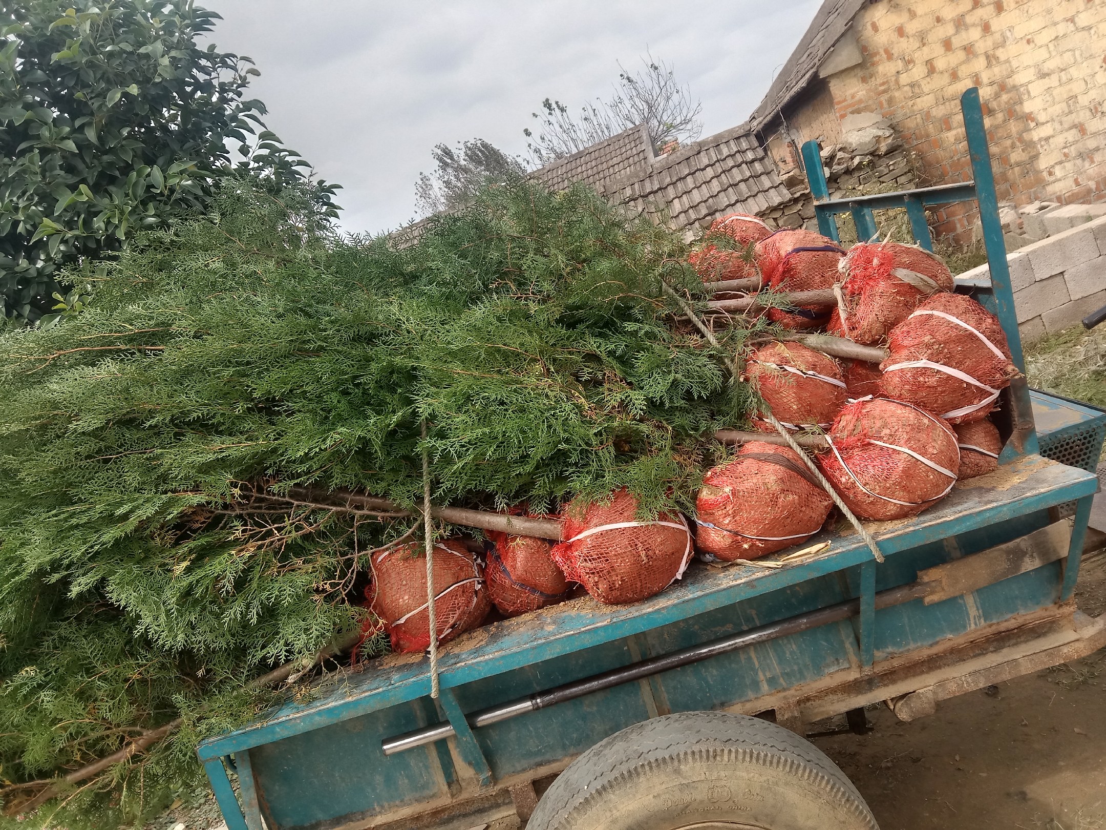 侧柏苗木批发市场场景