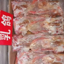 鸽子5-8两，价格合适，厂家直发，资质齐全，安全可靠