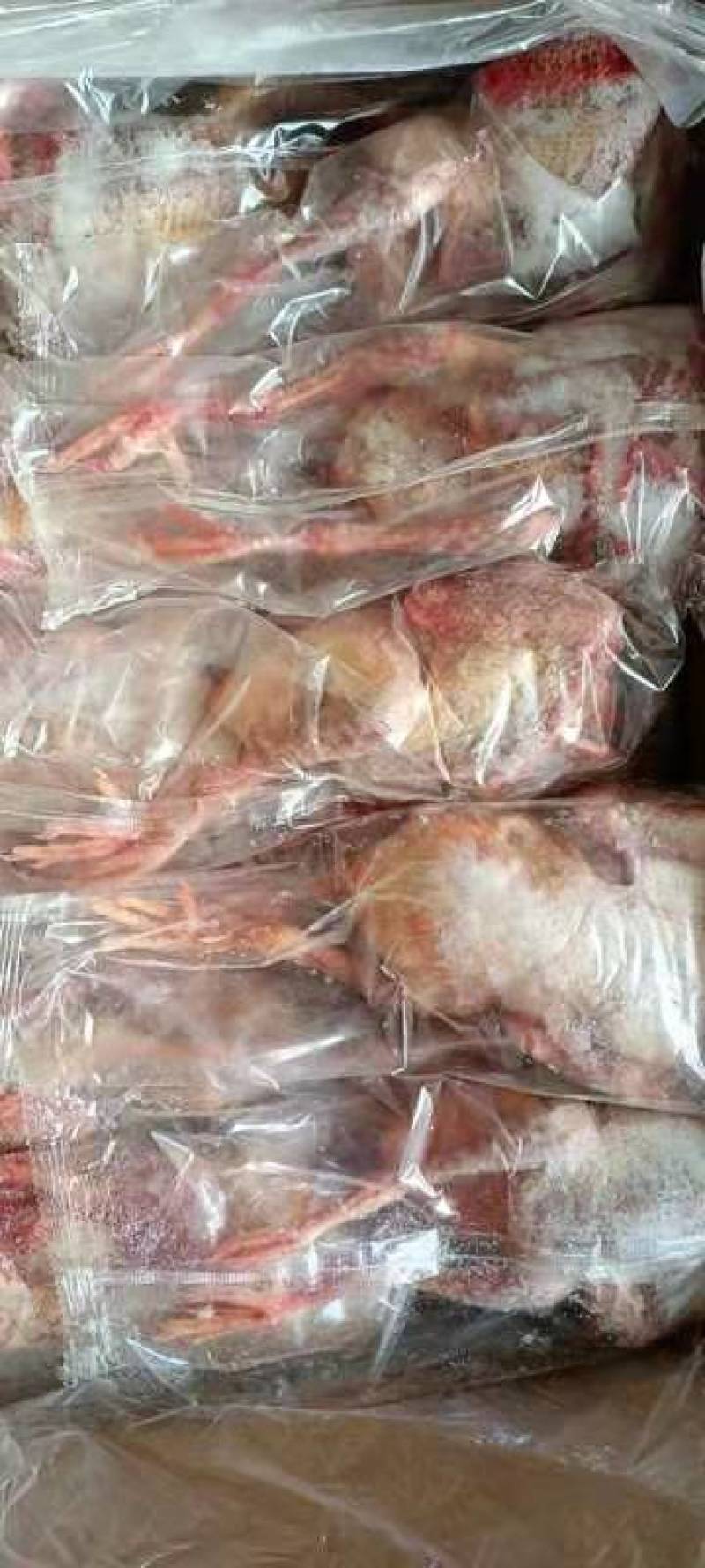 鸽子5-8两，价格合适，厂家直发，资质齐全，安全可靠