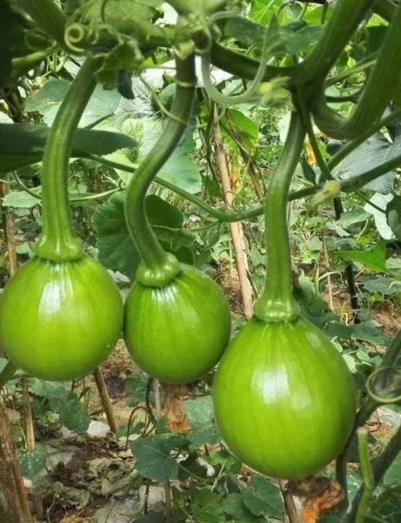 靓翠八号早生翠绿嫩南瓜种子品质好产量高好种易管理