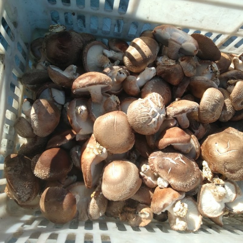 家庭农场香茹