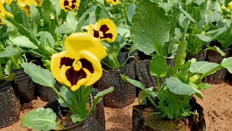 三色堇营养杯双色盆种植基地批发耐寒花海专用