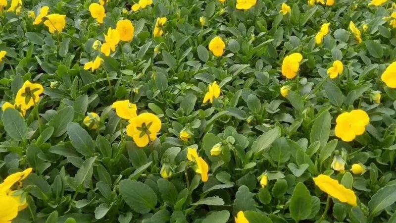 三色堇营养杯双色盆种植基地批发耐寒花海专用