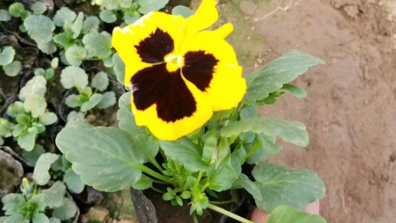 三色堇营养杯双色盆种植基地批发耐寒花海专用