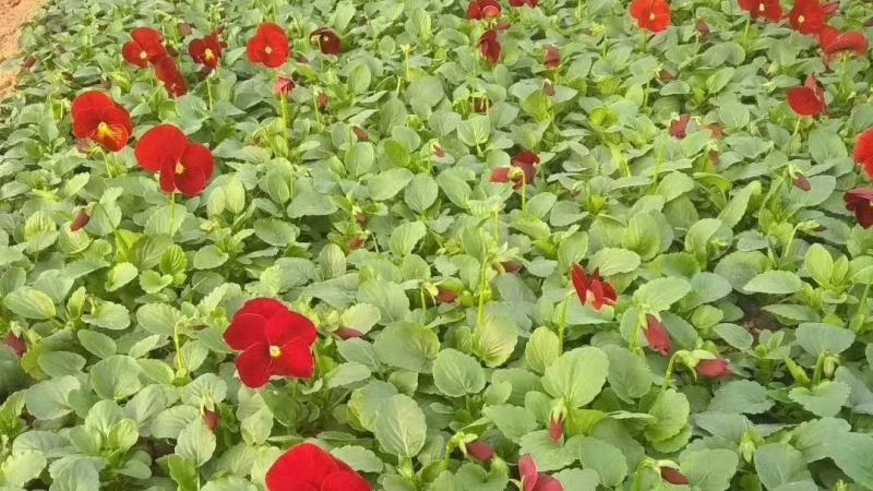 三色堇营养杯双色盆种植基地批发耐寒花海专用