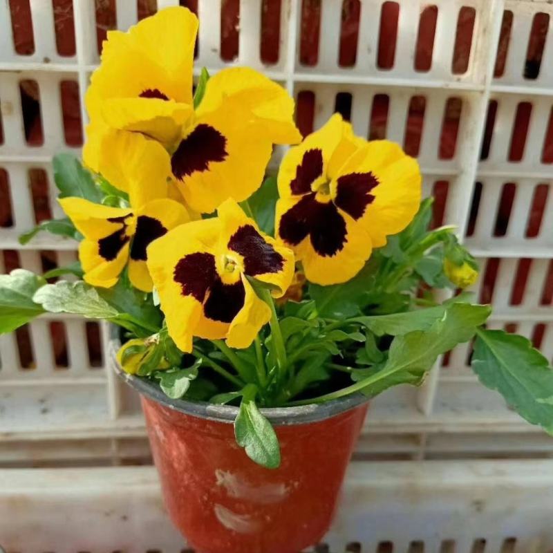 三色堇营养杯双色盆种植基地批发耐寒花海专用