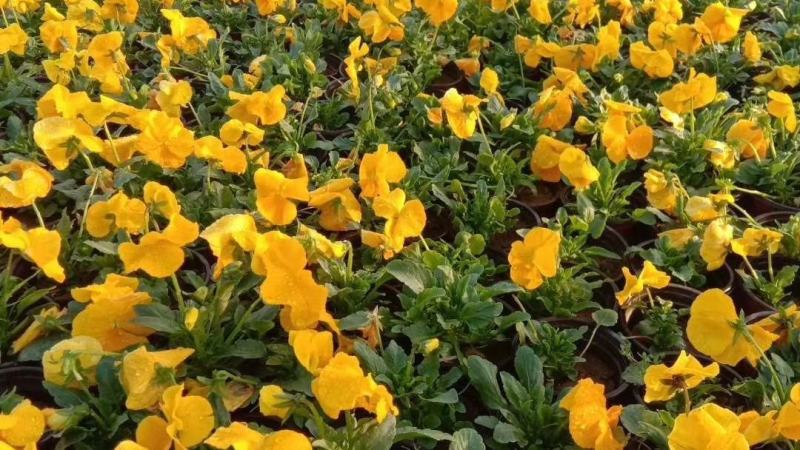 三色堇营养杯双色盆种植基地批发耐寒花海专用