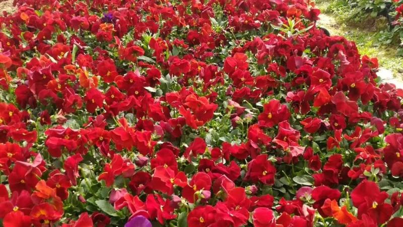 三色堇营养杯双色盆种植基地批发耐寒花海专用