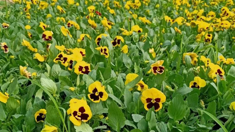 三色堇营养杯双色盆种植基地批发耐寒花海专用