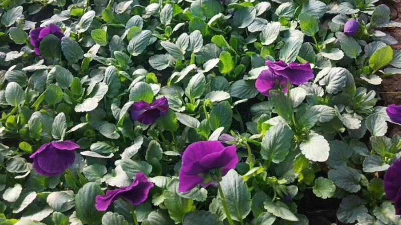 三色堇营养杯双色盆种植基地批发耐寒花海专用