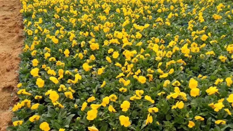 三色堇营养杯双色盆种植基地批发耐寒花海专用