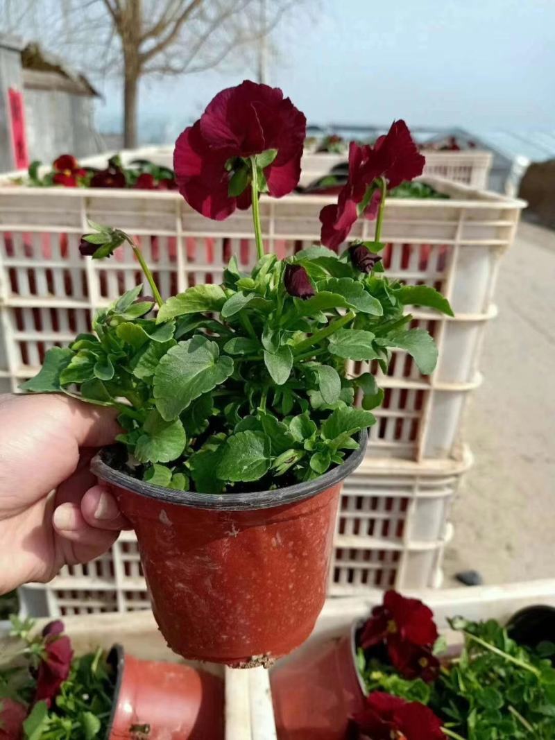 三色堇营养杯双色盆种植基地批发耐寒花海专用