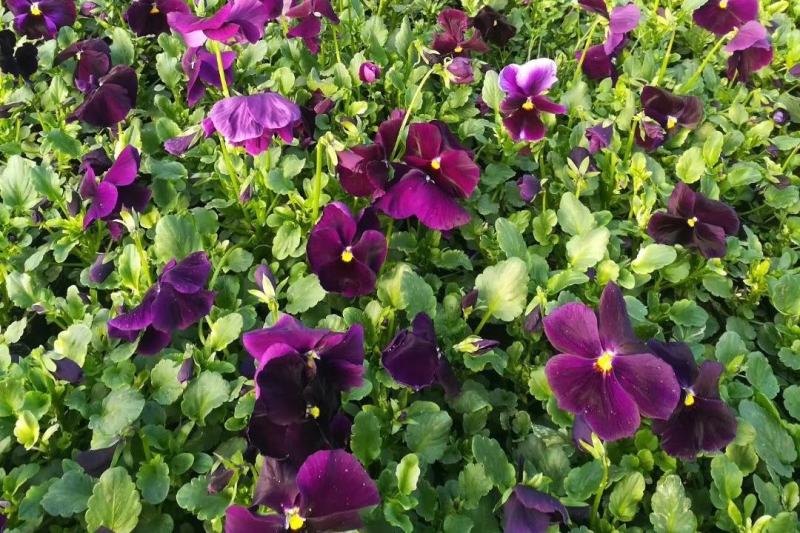 三色堇营养杯双色盆种植基地批发耐寒花海专用