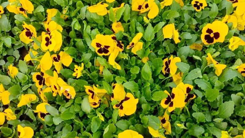 三色堇营养杯双色盆种植基地批发耐寒花海专用