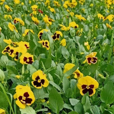 三色堇营养杯双色盆种植基地批发耐寒花海专用