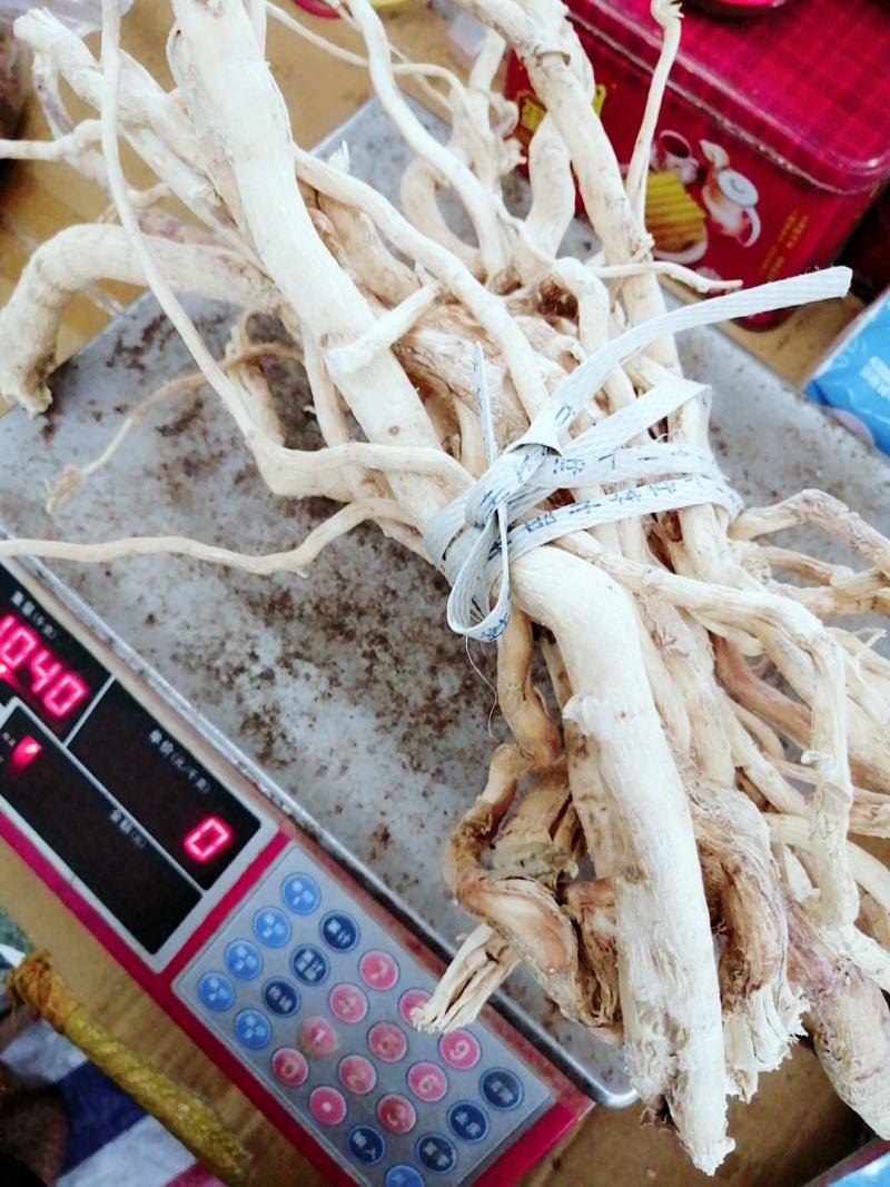【精选速购】黄花倒水莲质量保证