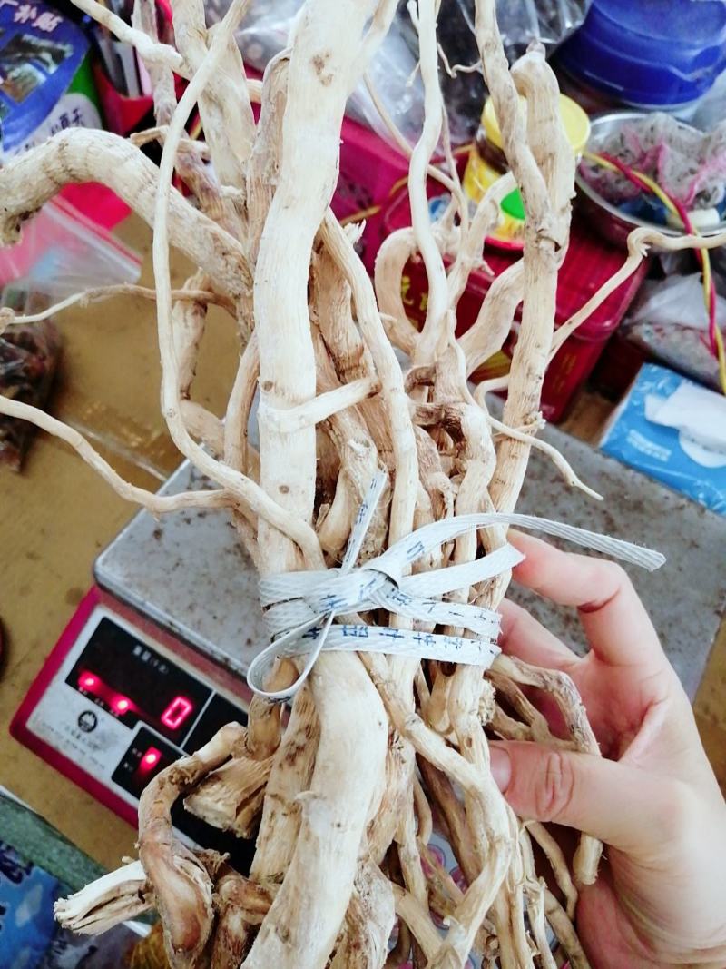 【精选速购】黄花倒水莲质量保证