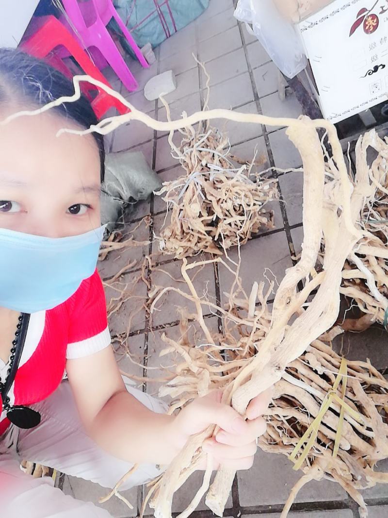 【精选速购】黄花倒水莲质量保证