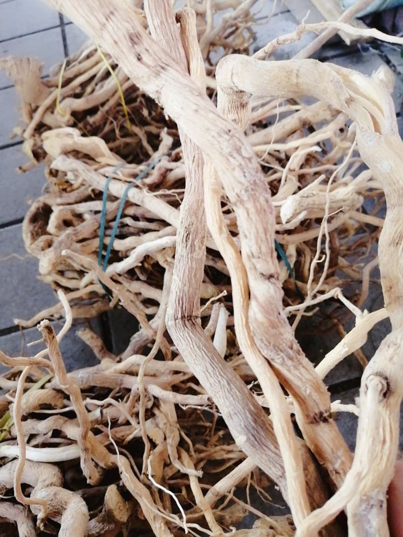 【精选速购】黄花倒水莲质量保证