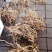 【精选速购】黄花倒水莲质量保证