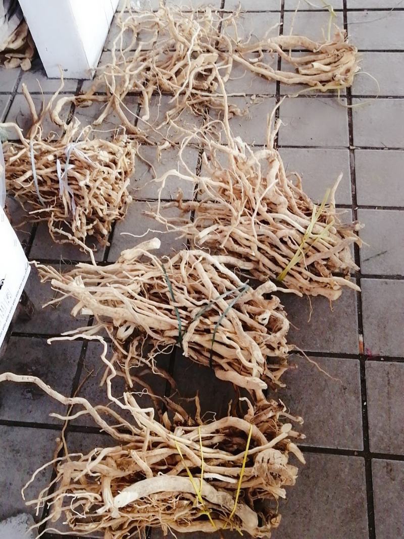 【精选速购】黄花倒水莲质量保证