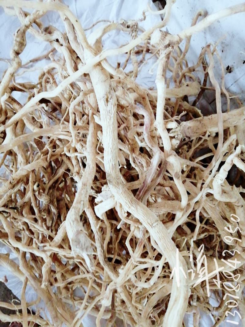 【精选速购】黄花倒水莲质量保证