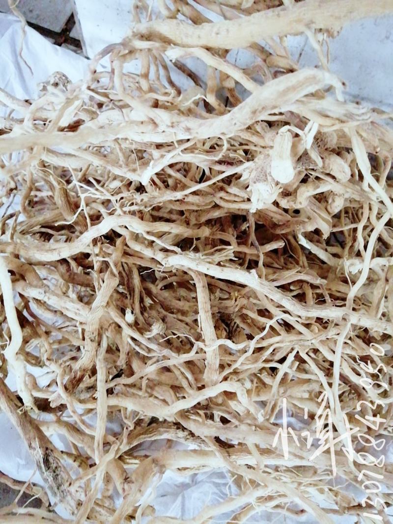 【精选速购】黄花倒水莲质量保证