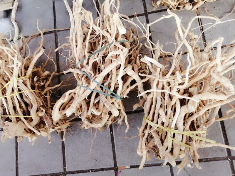 【精选速购】黄花倒水莲质量保证