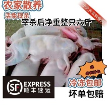 兔肉新鲜烫皮兔现杀带皮兔子肉活兔现杀整只4斤6斤冷冻发货