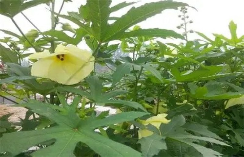 金花葵种子别称菜芙蓉野芙蓉黏干籽山榆皮易种植花种子花草种