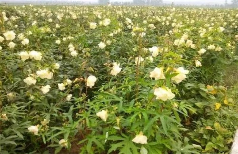 金花葵种子别称菜芙蓉野芙蓉黏干籽山榆皮易种植花种子花草种