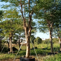 胸径30到34分凤凰木基地各种规格现货低价批发