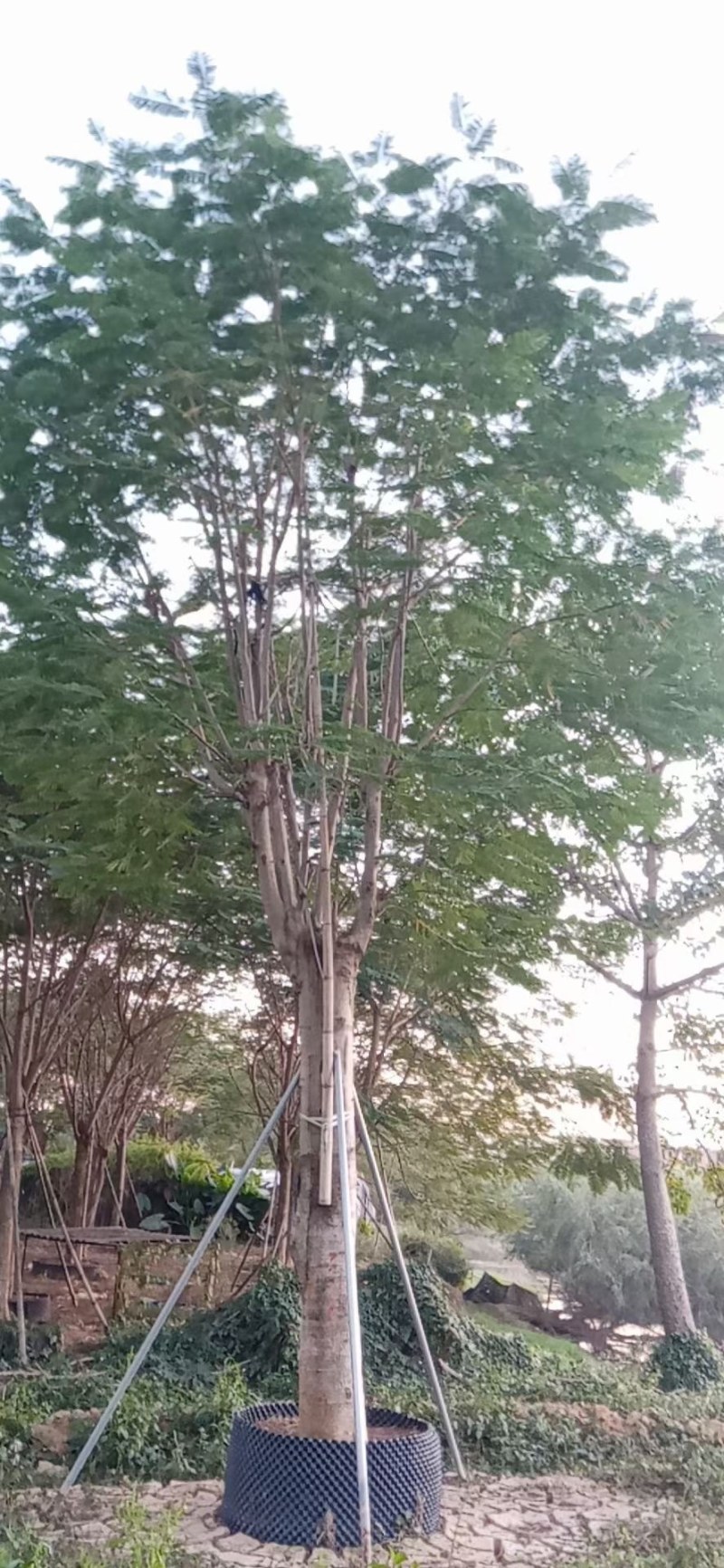 胸径30到34分凤凰木基地各种规格现货低价批发