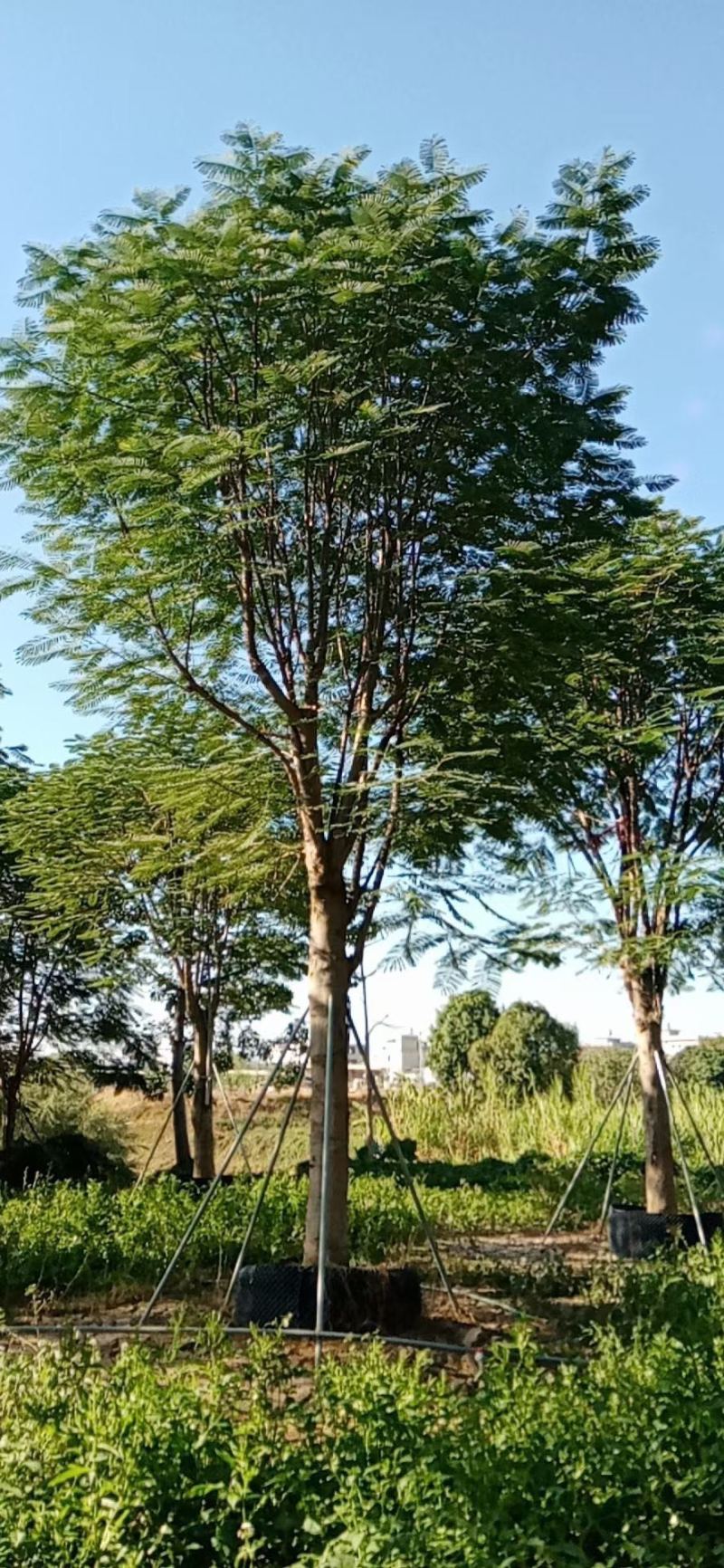 胸径30到34分凤凰木基地各种规格现货低价批发