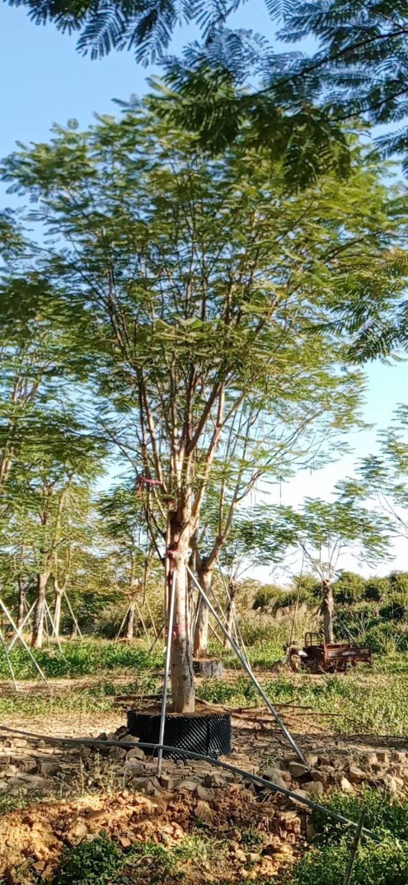 胸径30到34分凤凰木基地各种规格现货低价批发