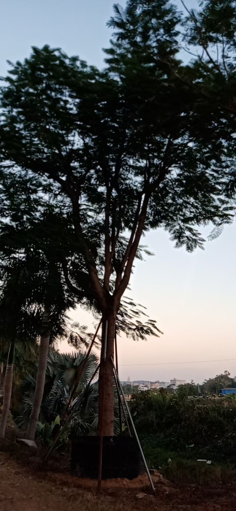 胸径30到34分凤凰木基地各种规格现货低价批发