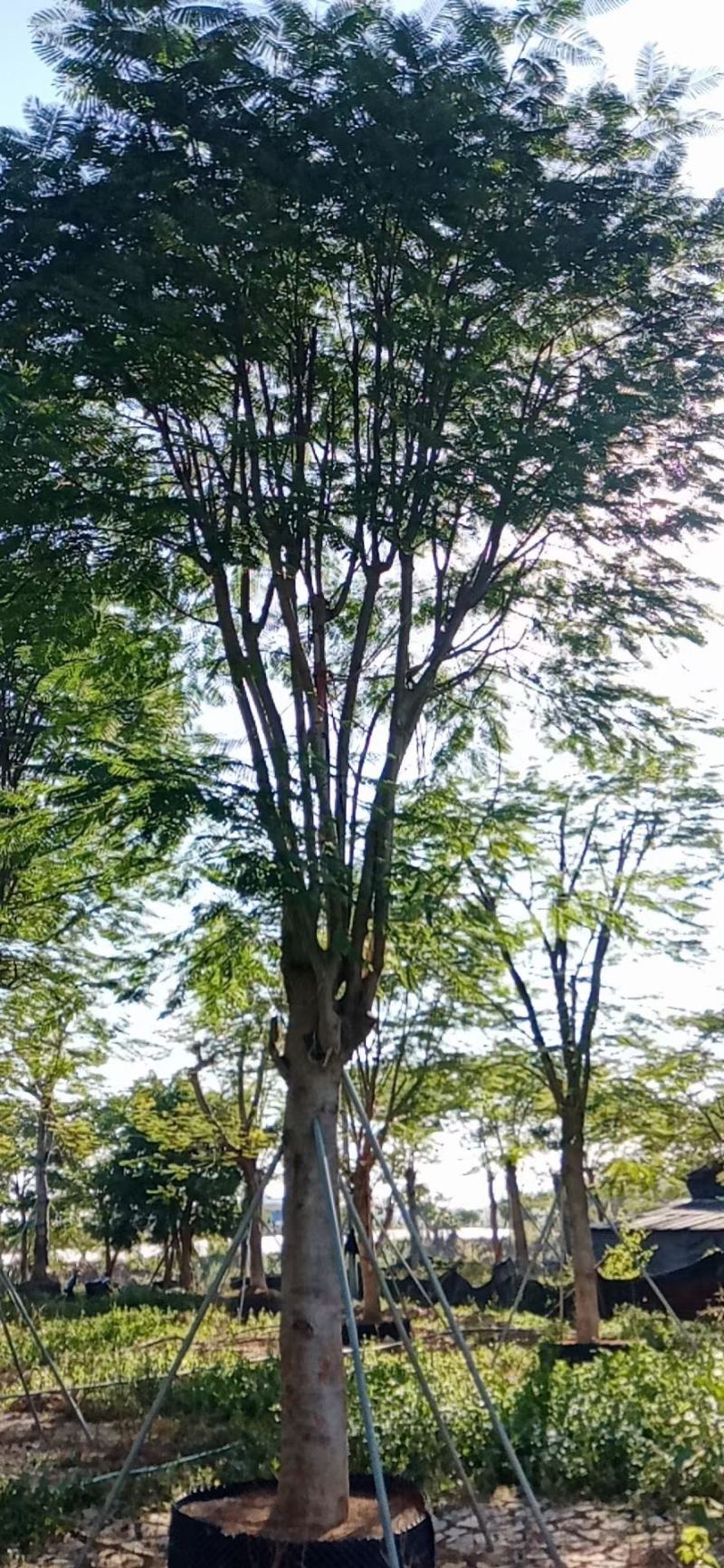 胸径30到34分凤凰木基地各种规格现货低价批发