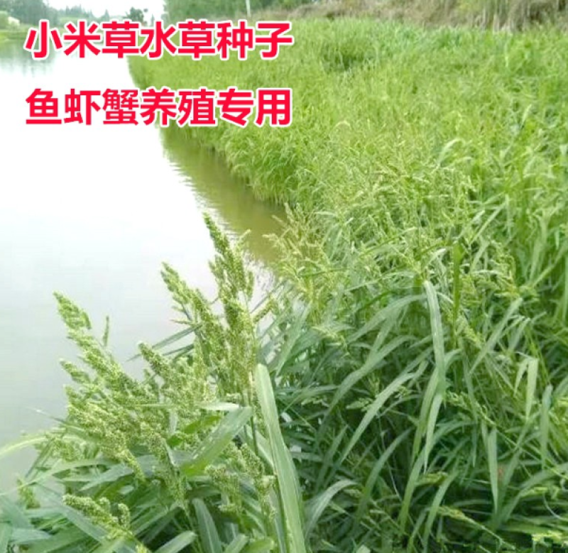 小米草种子水草喂养鱼虾蟹牧草籽高产耐水淹牧草种子