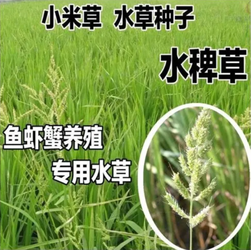 小米草种子水草喂养鱼虾蟹牧草籽高产耐水淹牧草种子