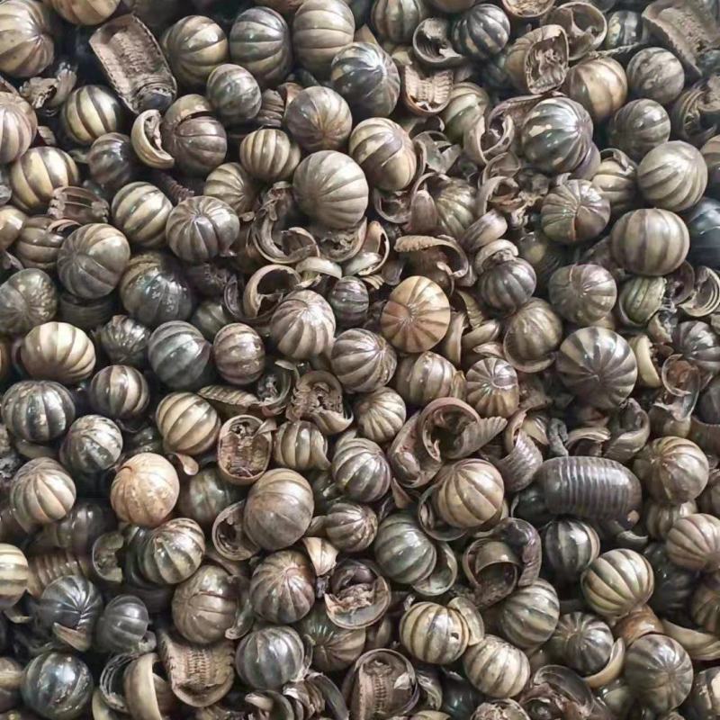 滚山珠，常年批发供应冷背中药材滚山珠