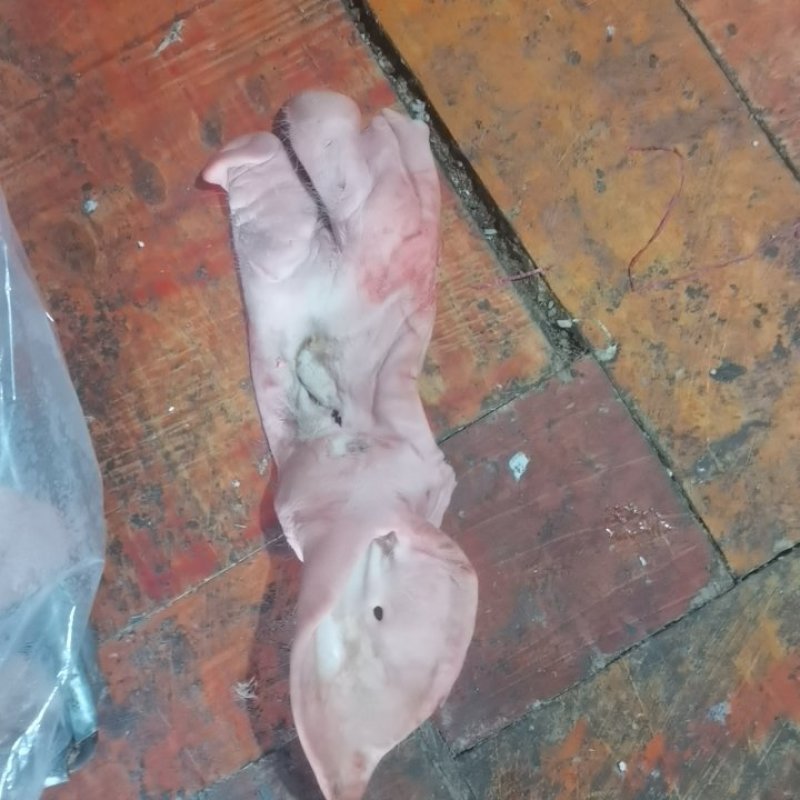 【牛商推荐】猪头皮，对接批发商，产地发货，优惠价格